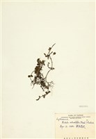 藏品(水豬母乳)的圖片